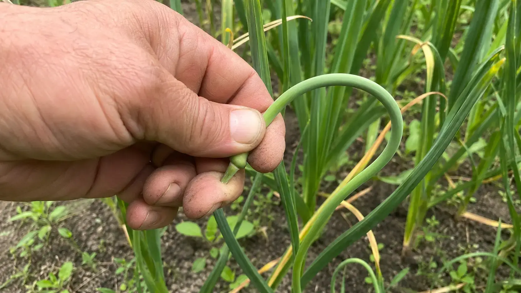 Городина