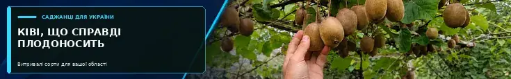 Реклама ківі