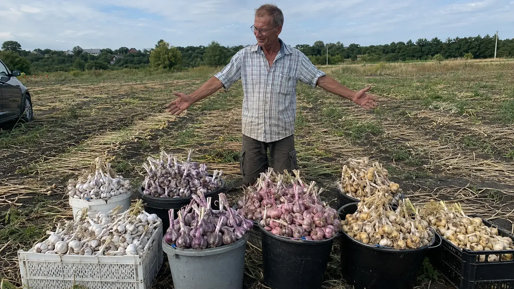 Фото-панорама: чотири підвиди в один ряд на темному столі. Кожна головка розрізана навпіл; добре видно різну кількість, форму та розташування зубків.