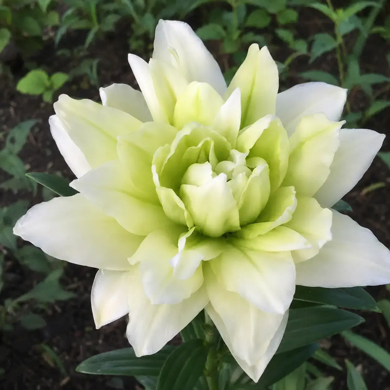 Green Whisper
