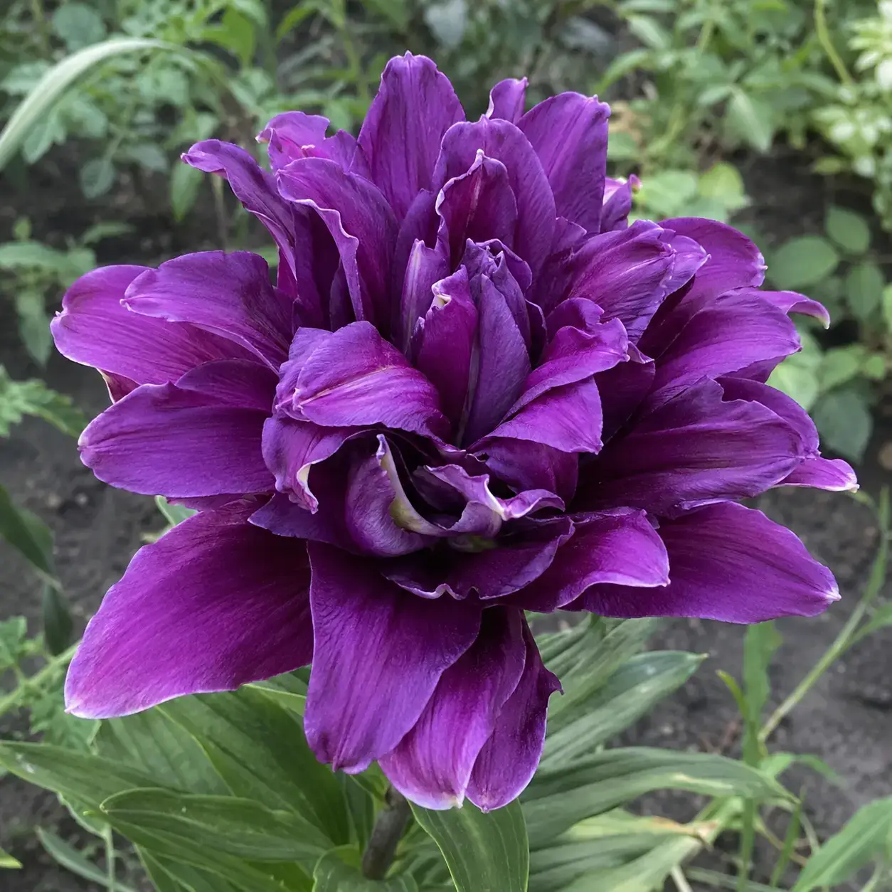 Purple Majesty
